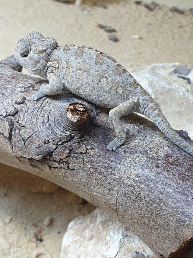 Preview of the first image of Namaqensis desert chameleons for sale.