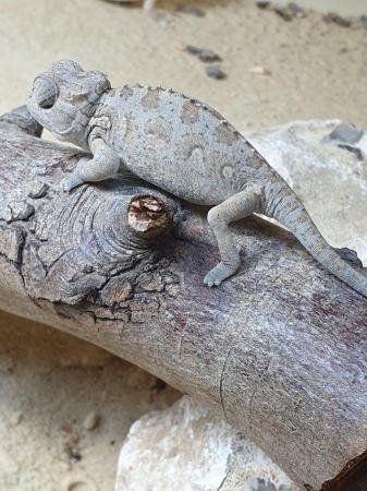 Image 1 of Namaqensis desert chameleons for sale
