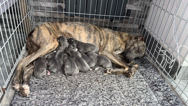 Preview of the first image of Whippets puppies Blue and Blue Brindle.