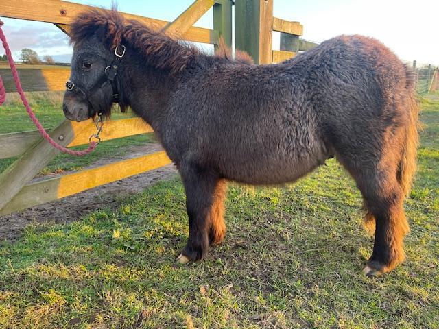 Preview of the first image of SHETLAND PONY COLT FOAL BLUE ROAN.