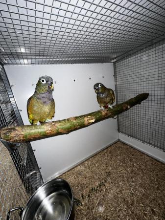 Image 2 of Breeding pair of maxi pionus parrots