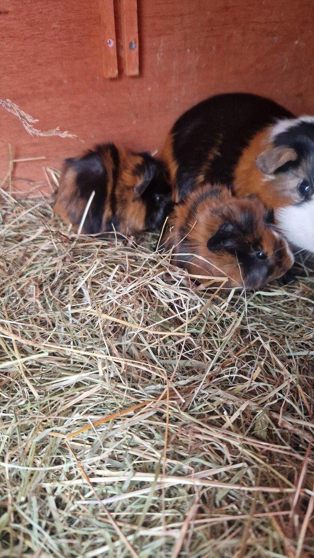 Preview of the first image of Guinea pigs ready to reserve.