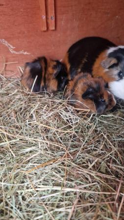 Image 1 of Guinea pigs ready to reserve