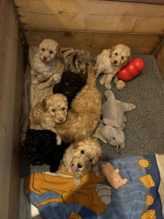 Image 21 of 9 weeks old, poodle cross puppies ready for a new home