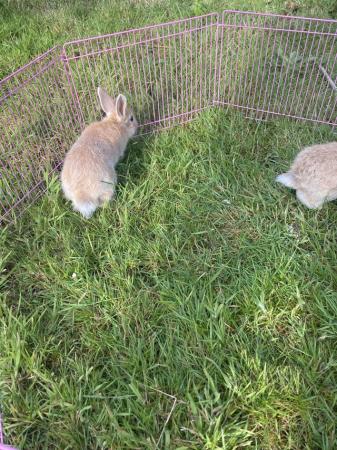 Image 5 of 8 weeks old baby rabbits xxxxx
