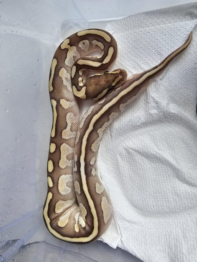 Preview of the first image of Nuclear ball python poss orange dream pos het orange ghost.