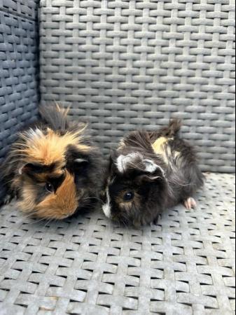 Image 1 of 2 left x Pretty funky haired female guinea pigs.