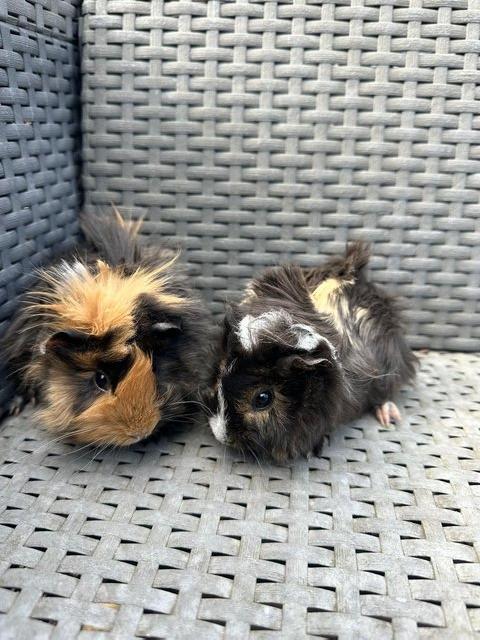 Preview of the first image of 2 left x Pretty funky haired female guinea pigs..