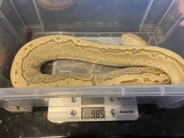 Image 4 of CB17 Male Pastel Kingpin Royal Python