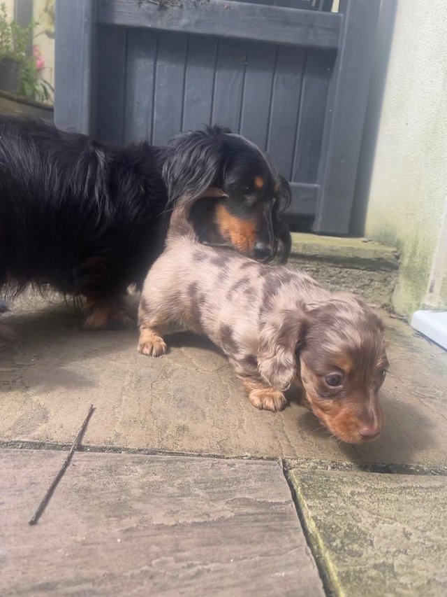 Preview of the first image of Longhaired Miniature Dachshund Female.