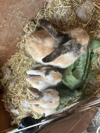 Image 4 of 10 week old baby rabbits for sale