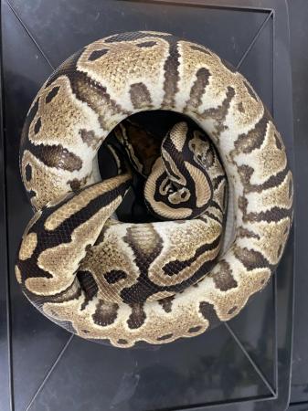 Image 6 of Male and female Royal pythons for sale