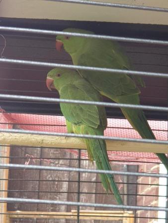 Image 5 of Ringneck indian parrots 5 to 6 months old Ring neck babies -