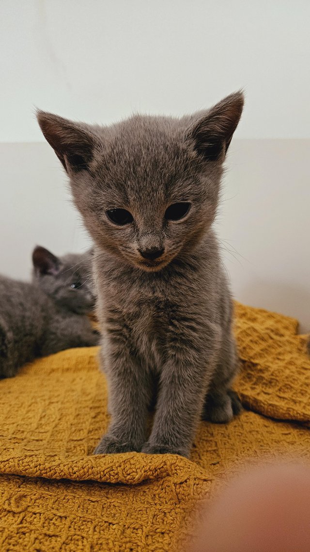 Preview of the first image of Pure beautiful Russian Blue kittens.
