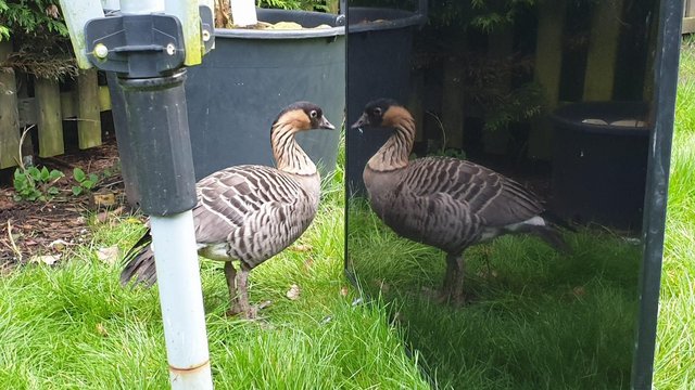 Preview of the first image of Hawaiian Goose (Nene) male.