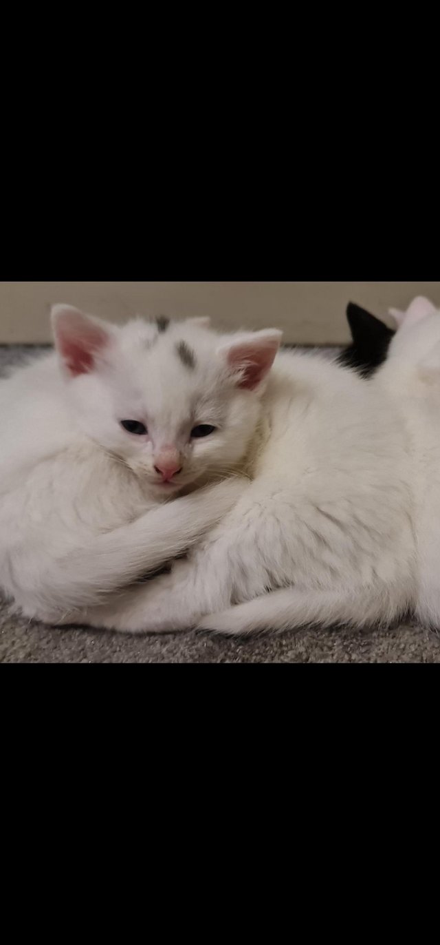Preview of the first image of Stunning white kittens for sale.