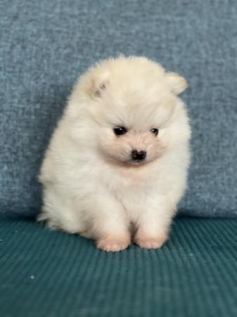 Image 13 of Cream and white Pomeranian Puppy’s