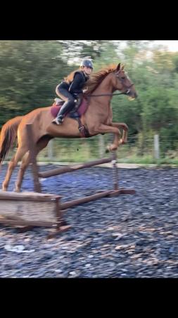 Image 1 of Lovely 16.2hh mare for sale
