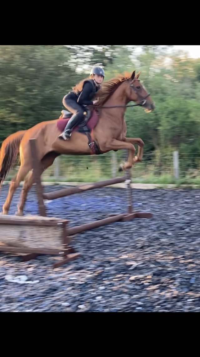 Preview of the first image of Lovely 16.2hh mare for sale.