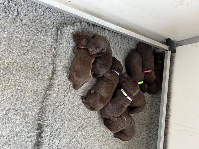 Preview of the first image of EXCELLENT CHOCOLATE LABRADORS.