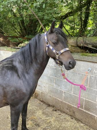 Image 2 of 12.3hh Pretty, Fun Pony looking for New Best Friend