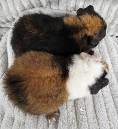 Image 3 of Sow Teddy guinea pigs ready to go