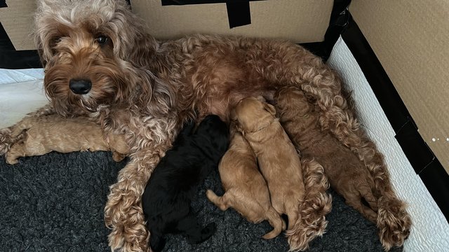 Image 2 of Red, apricot and black cockapoo pups (2 female / 3 male left