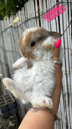 Image 4 of Pure Giant French Lops x