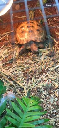 Image 2 of 2 year old horsefield tortoise full set up
