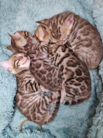 Image 3 of Pedigree Bengals Kittens from TICA reg Lil Bengals Durham