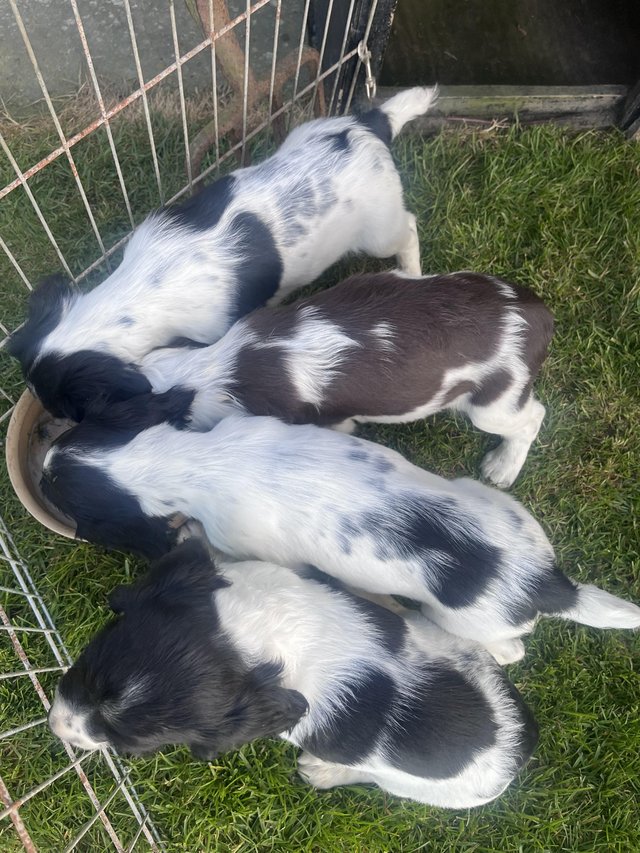 Preview of the first image of KC reg Springer Spaniel Pups.