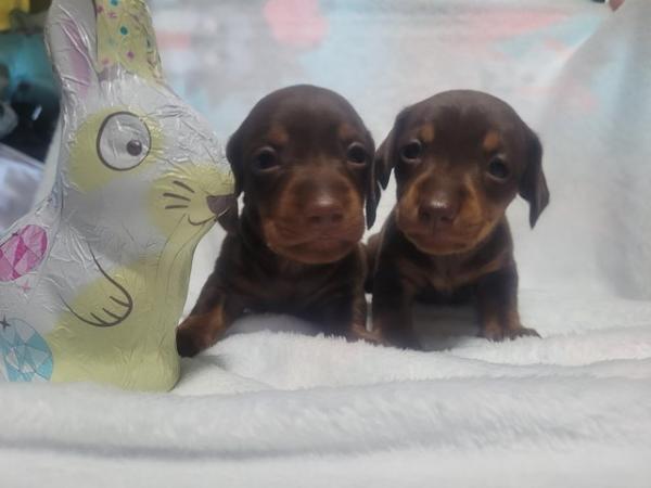 Image 18 of Reduced minature dachshund puppy's