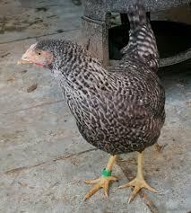 Preview of the first image of coloured hybrid hens for sale.
