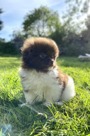 Image 18 of Ready Now Beautiful Pom shih pups 1 female 1 male