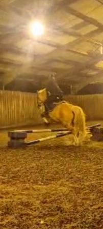 Image 3 of Wanted share horse or pony hertfordshire