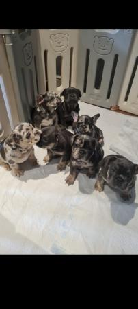 Image 22 of KC Registerd French bulldogs All FLUFFY carriers