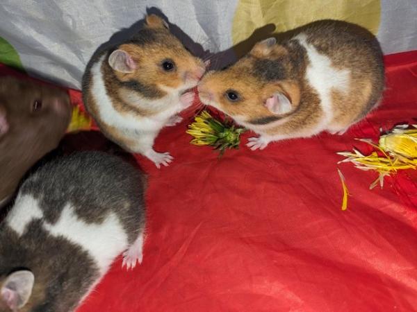 Image 10 of Baby Syrian hamsters for sale
