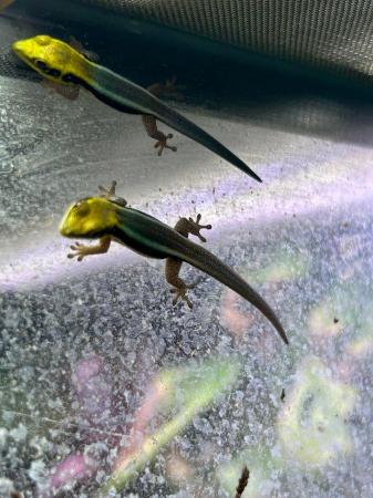 Image 4 of Neon Day Gecko Phelsuma klemmeri Babies  for sale