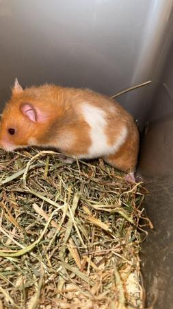 Image 4 of Beautiful Syrian hamster