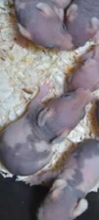 Image 3 of BABY SYRIAN 'SKINNYPIG' HAMSTERS LOOKING FOR NEW HOME
