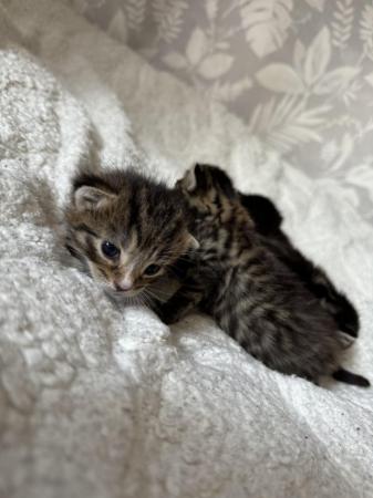 Image 9 of 4 kittens for sale ready 8th july