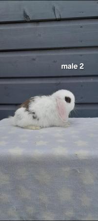 Image 13 of Gorgeous mini lop rabbits ready to leave