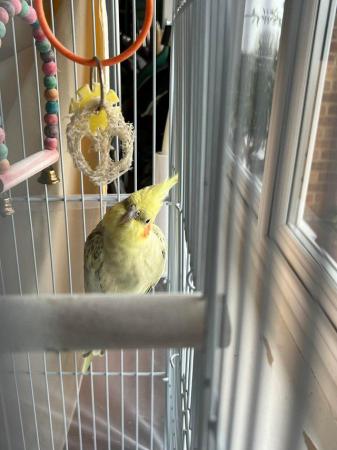 Image 7 of Pair of Cockatiels. Yellow and grey. Freebies included