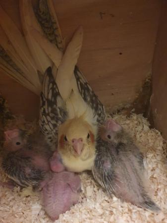 Image 6 of Tame cinnamon cockatiel chicks