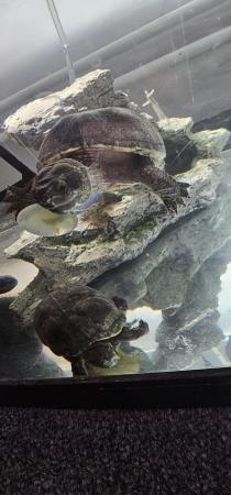 Image 4 of 2 turtles, with tank, food filter