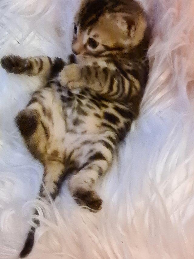 Preview of the first image of Exceptional Bengal Kittens.