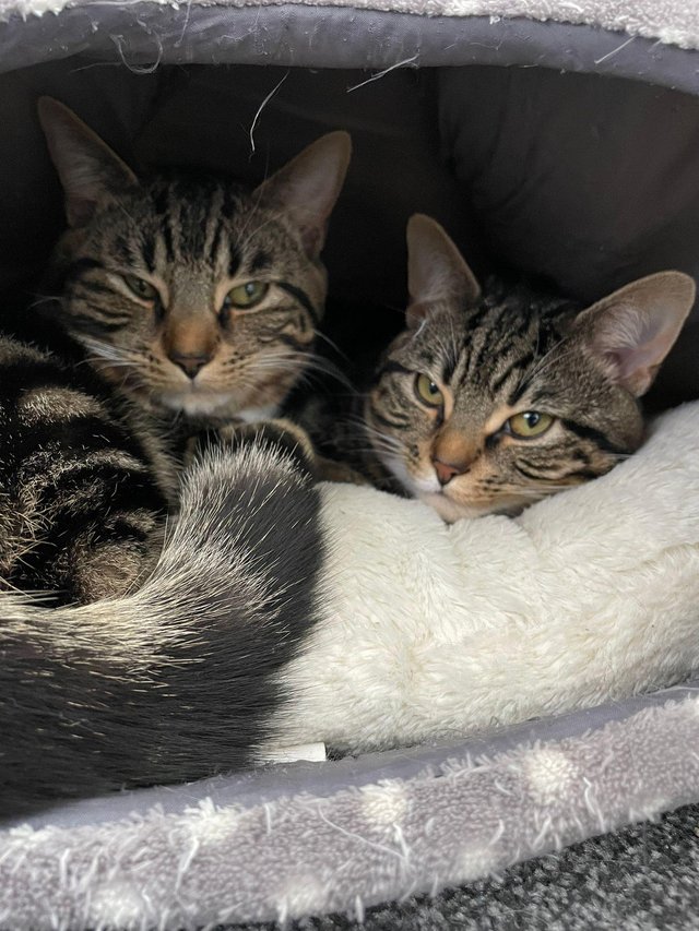 Preview of the first image of 2x Male Kittens 9 Month Old.