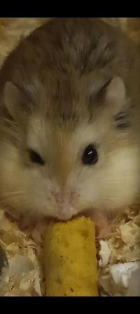 Image 3 of Nearly 2 years russian dwarf hamster very healthy and quiet