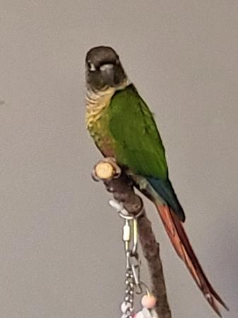 Image 5 of Two green cheek conures