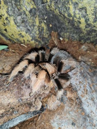 Image 4 of Tarantula Brachypelma hamorii/Aphonopelma chalcodes